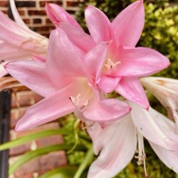 I do Galactic Activations ,Dragon Activations etc... - Picture 3 of 4